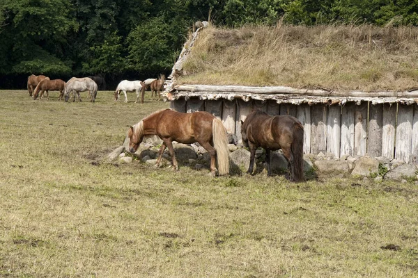 Horses in the Field — Stock Photo, Image