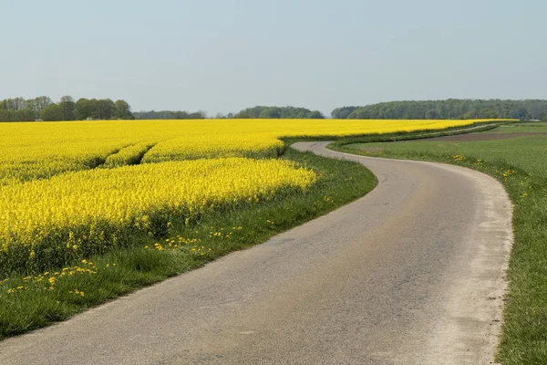 Country Road along a field — Stock Photo, Image