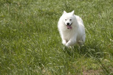 Beyaz köpek tarlada