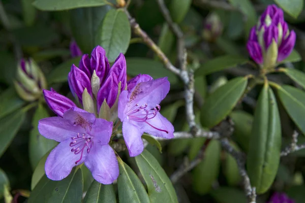 Primer plano de un Rhododendron púrpura —  Fotos de Stock