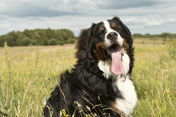 Berner sennen hund — Stockfoto