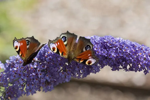 Butterflies on a Flower — Stock Photo, Image