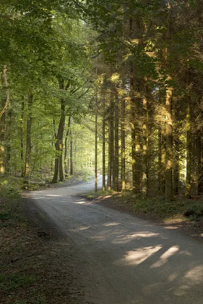 Estrada florestal pequena — Fotografia de Stock