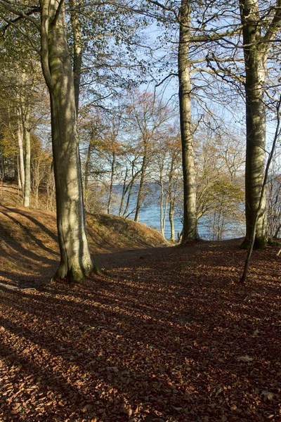 Ombres dans la forêt — Photo