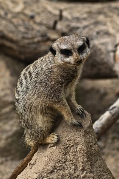 Fechar-se em um Meerkat — Fotografia de Stock