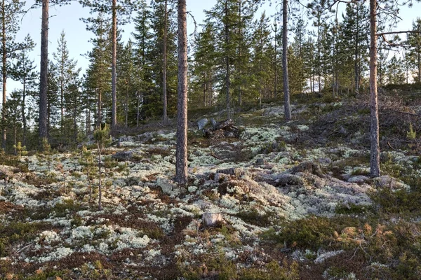 Moss renos en un bosque —  Fotos de Stock