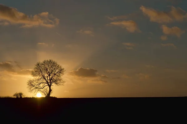 夕阳西下的孤树 — 图库照片