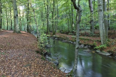 Ormandaki küçük nehir 