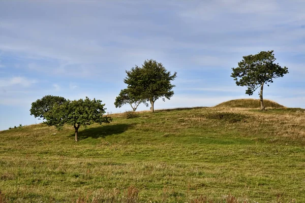 Bomen op de heuvel — Stockfoto