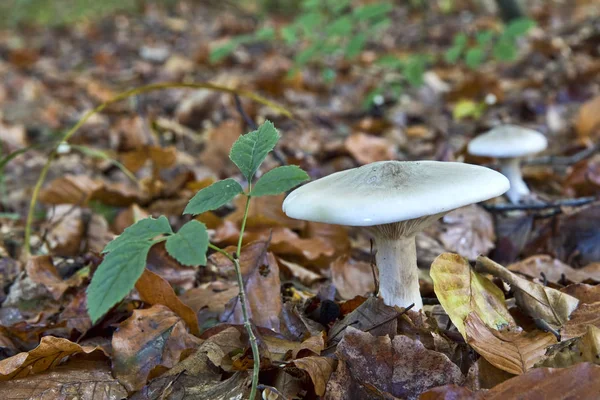 Hongos en el bosque —  Fotos de Stock