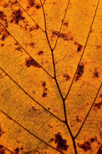 Primer plano de la hoja de otoño —  Fotos de Stock