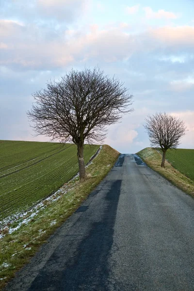 Road trees at Sunset — Stock Photo, Image