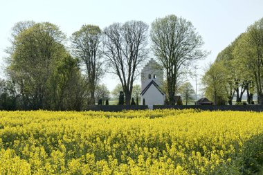 Kilisenin arkasında kolza tohumu alan