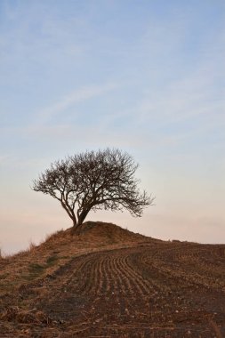Tepedeki yalnız ağaç. 