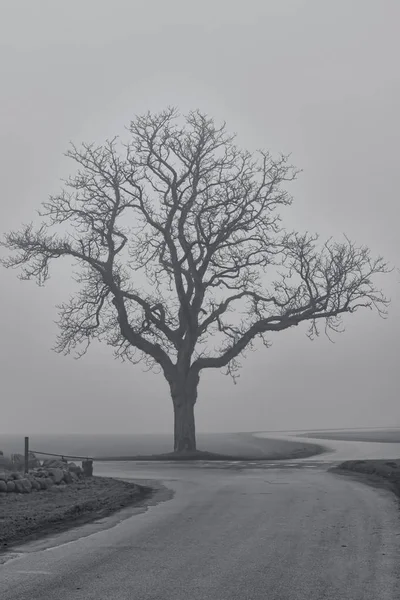 Lonely Tree in the Fog — Stock Photo, Image