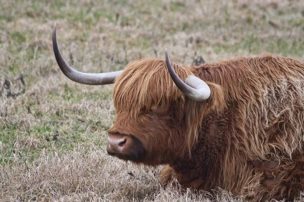 Scottish Highland Cattle - 3070 — Stock Photo, Image