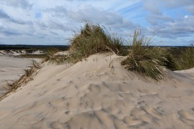 Kumul çimenlerde Lyme