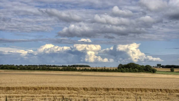 Σύννεφα πάνω από το Cornfield — Φωτογραφία Αρχείου