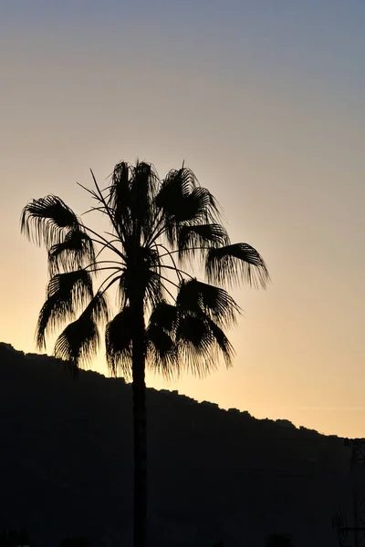 Palm Träd Mot Solnedgången Skjuten Från Teneriffa Spanien — Stockfoto