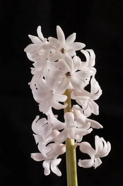 Closeup White Hyacinth Black Background — Stock Photo, Image