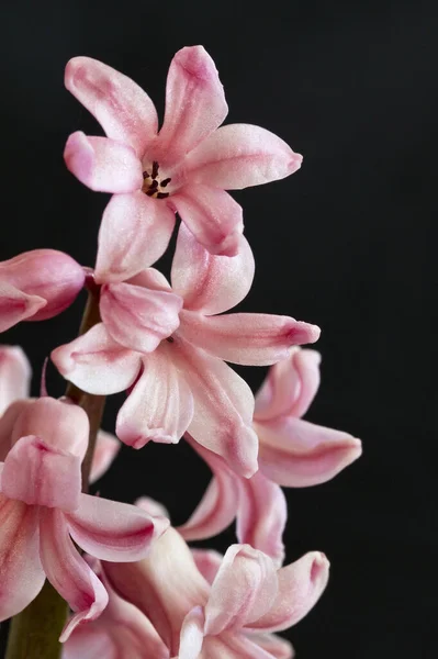 接近一个粉红色的水仙花 可用作背景资料 — 图库照片