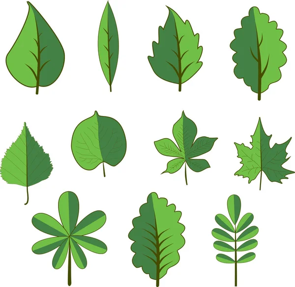 Vector set deciduous trees. Tree and leaf Clip Art. — Stock Vector