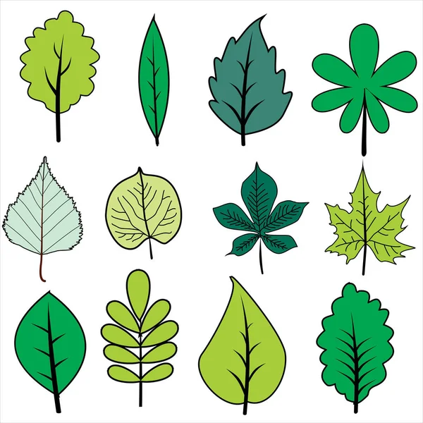 Los vectores establecen árboles de hoja caduca. Árbol y hoja Clip Art . — Vector de stock