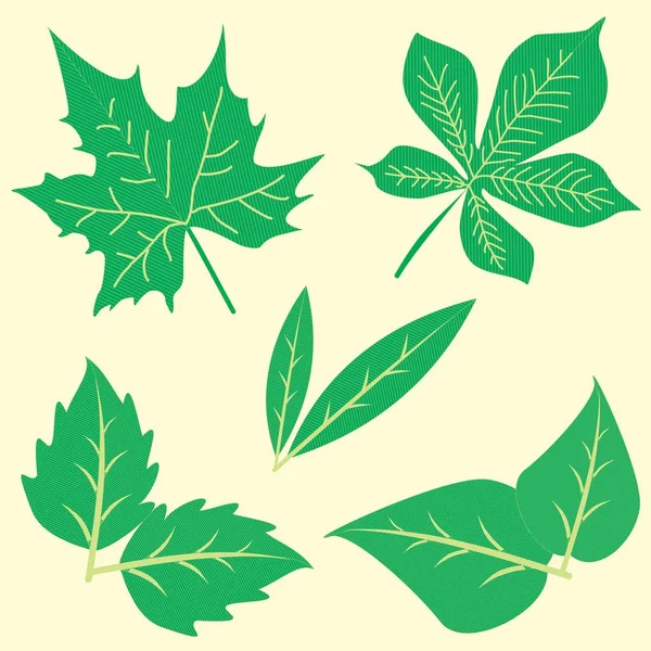 Different Leaves in Clip Art — Stock Vector