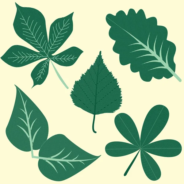 Verschiedene Blätter in Clip Art — Stockvektor