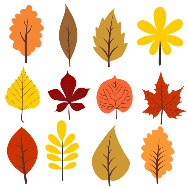 Coleção de folhas de outono . — Vetor de Stock