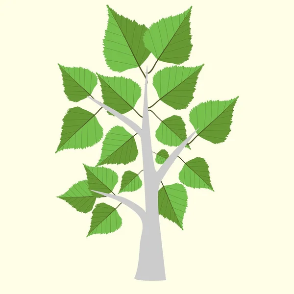 Vektorillustration der Birke mit zwei farbigen Blättern auf hellgelbem Hintergrund. — Stockvektor