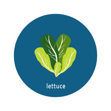 Beyaz arkaplanda vektör marul simgesi izole edildi. Sebzeli düz mavi daire ikonu. Sağlıklı yemek.. 