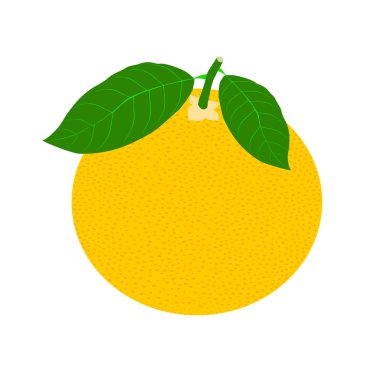 Beyaz arka planda izole edilmiş vektör gerçekçi greyfurt simgesi. Taze ve sulu greyfurt. Düz dizaynlı meyve çizimi.