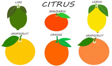 Citrus seti beyaz arka planda izole edildi. Taze ve sulu bütün sitruslar. Çizim meyvesi ve düz tasarım..