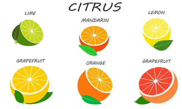 Citrus Set Isolated White Background Fresh Juicy Halves Citruses Illustration — Stock Vector