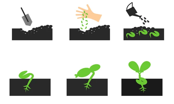 Pflanzen Sie Und Keimen Sie Icon Set Wachsende Symbole Flaches — Stockvektor