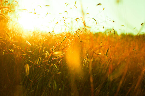 Blurry grass flowers with golden light of the sun shine