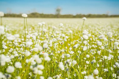 Bulanık yaz peyzaj alanı, mavi gökyüzü ve beyaz bulutlar ile. çayır üzerinde çiçek camomiles. kır çiçekleri
