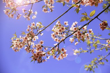 Vahşi Himalaya Kiraz Çiçeği (Prunus cerasoides), Tayland, Chiang Mai 'de Vahşi Himalaya Kirazı' na (Prunus cerasoides) yakın plan.