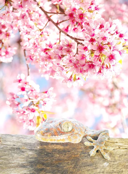 Close Gecko Wooden Floor Wild Himalayan Cherry Prunus Cerasoides Flower — Stock Photo, Image