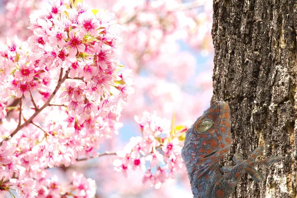 Close Gecko Wooden Floor Wild Himalayan Cherry Prunus Cerasoides Flower — Stock Photo, Image