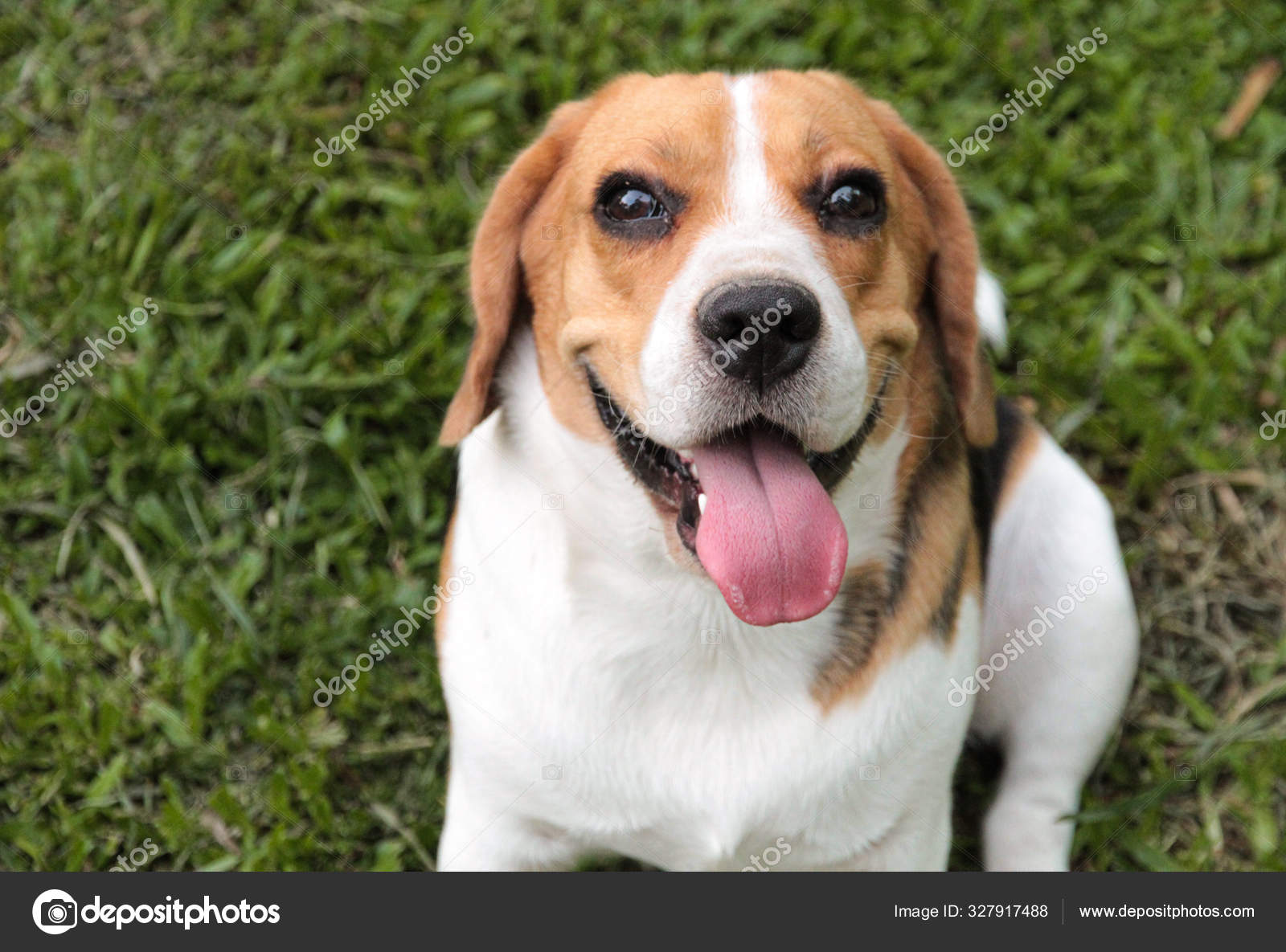 Healthy Beagle Dog Beagle Short Legs Short Beagle Outlet