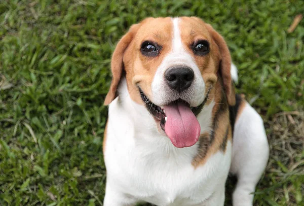 Un perro beagle lindo y saludable está sentado en la hierba . — Foto de Stock