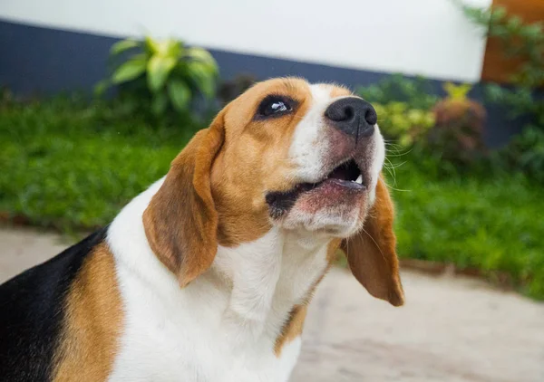 Chiens beagle mignons et en bonne santé sont assis et pleurnichent . — Photo