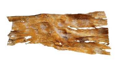 Artocarpus lacucha Buch.-Ham Bark on white background with cliping paths