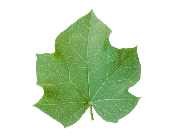 Physic nut leaves, Purging nut or Barbadose nut (Jatropha curcas L.)with cliping paths. — 스톡 사진