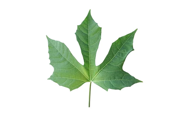 Chaya leaf isolated on white background wiht clipping paths — 스톡 사진