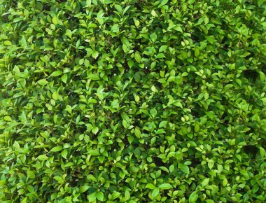 Close up full frame Banyan Tree or Ficus annulata background and and green leaf, tiny green leaf, natural green background