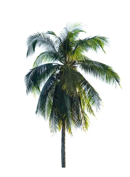 Palma da cocco isolata su sfondo bianco. — Foto Stock
