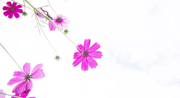 Close Pink Cosmos Flower Garden White Background — Stock Photo, Image